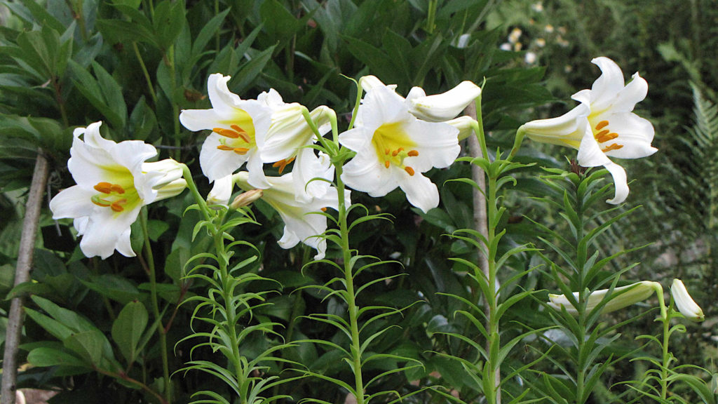 What do lilies need? - RHS Lily Group