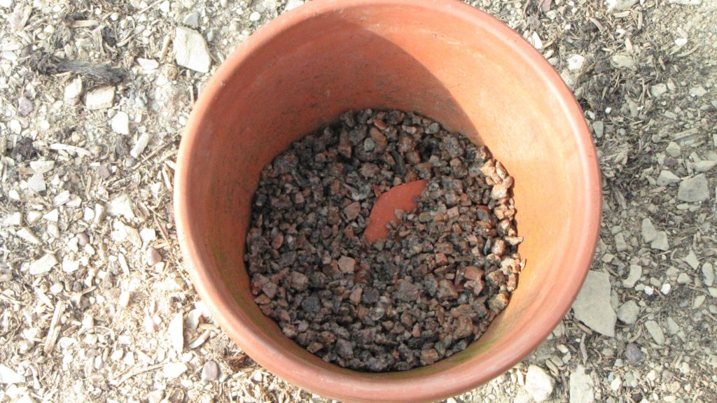 Growing lilies from seed RHS Lily Group