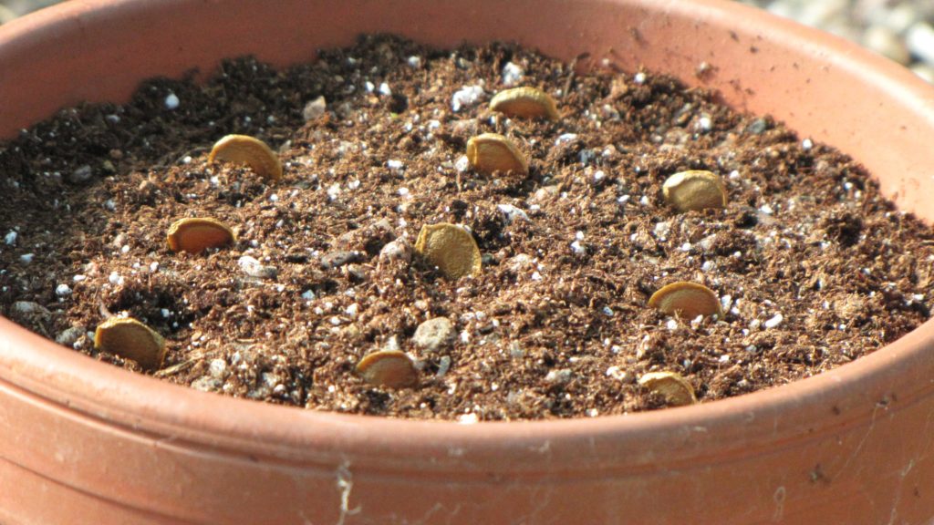 Growing lilies from seed RHS Lily Group