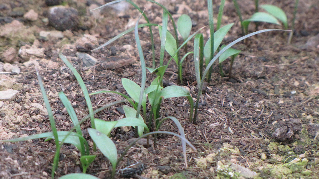 Growing lilies from seed RHS Lily Group