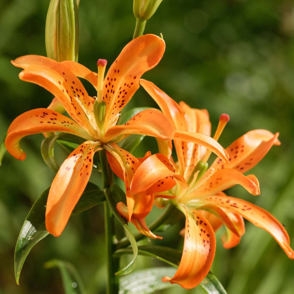 Hybrid lilies - RHS Lily Group