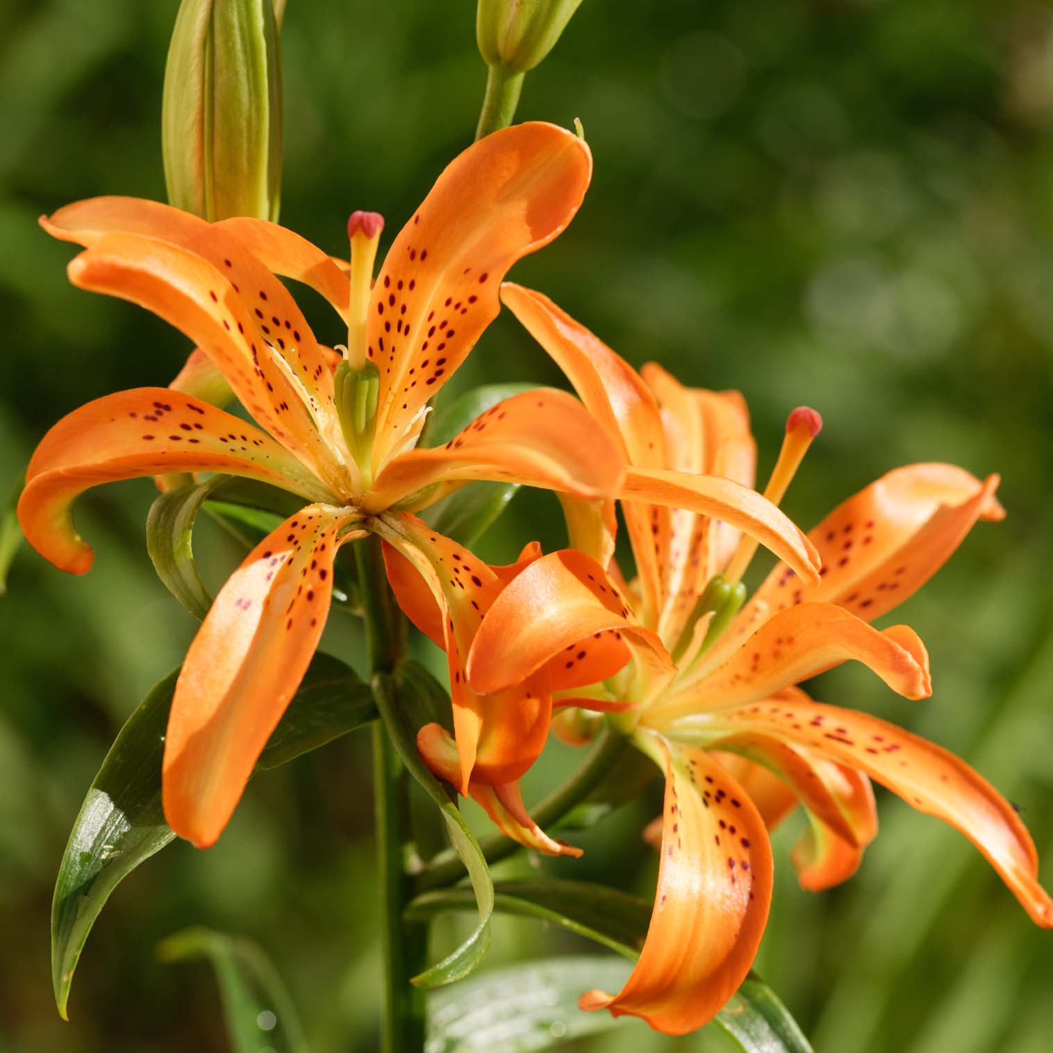 Hybrid lilies RHS Lily Group